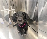 Small #1 Labrador Retriever Mix