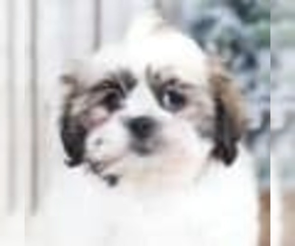 Medium Photo #2 ShihPoo Puppy For Sale in MOUNT VERNON, OH, USA
