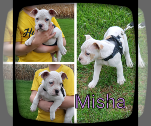 Olde English Bulldogge Puppy for sale in WHEELER, MI, USA