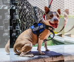 Small #1 American Pit Bull Terrier