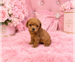 Hand delivery - Female ShihPoo Puppy for Sale - Photo #15