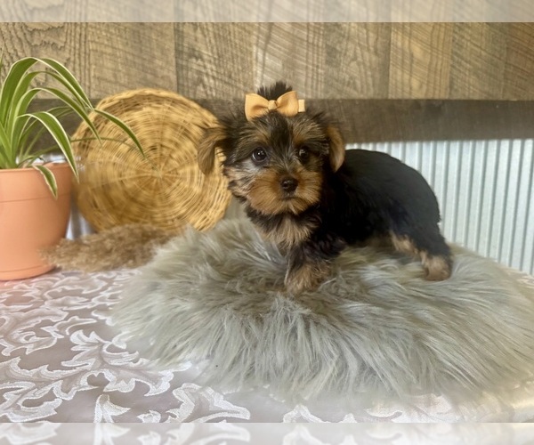 Medium Photo #6 Yorkshire Terrier Puppy For Sale in NAPPANEE, IN, USA