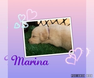 Golden Retriever Puppy for sale in HARRISONBURG, VA, USA