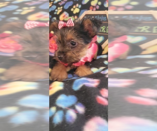 Medium Photo #5 Yorkshire Terrier Puppy For Sale in AKRON, OH, USA