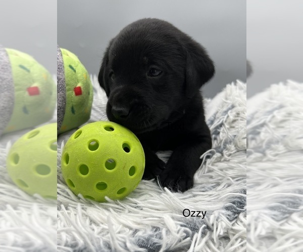 Medium Photo #2 Labrador Retriever Puppy For Sale in FREDERICKSBG, OH, USA