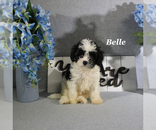 Medium Photo #1 Cavapoo Puppy For Sale in CHANUTE, KS, USA