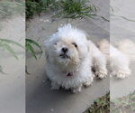 Small #2 Mutt