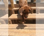 Small Photo #10 America Bandogge Mastiff-Mastiff Mix Puppy For Sale in FORT GARLAND, CO, USA