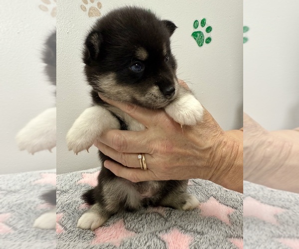 Medium Photo #12 Pomsky-Shiba Inu Mix Puppy For Sale in NASHUA, NH, USA