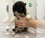 Small #11 Pomsky-Shiba Inu Mix