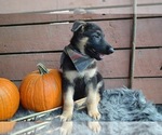 Small Photo #2 German Shepherd Dog Puppy For Sale in HONEY BROOK, PA, USA