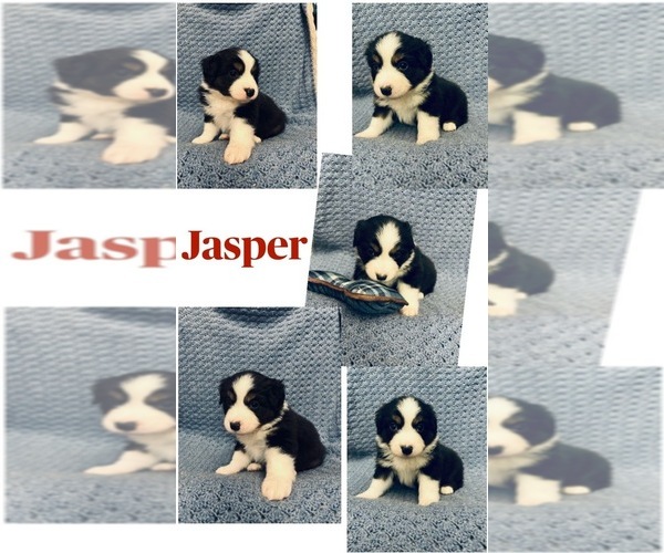 Medium Photo #1 Miniature American Shepherd Puppy For Sale in CENTRALIA, WA, USA
