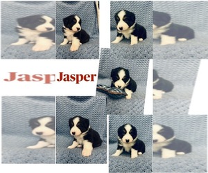 Medium Miniature American Shepherd