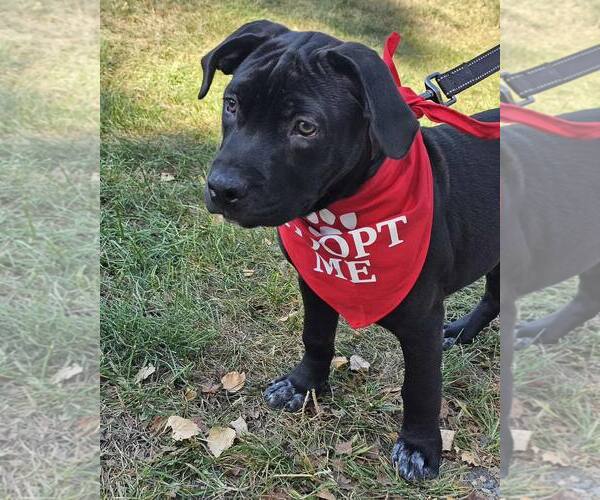 Medium Photo #1 Mutt Puppy For Sale in Waterloo, IA, USA