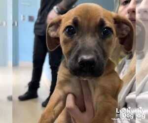 Mutt Dogs for adoption in Washington, DC, USA