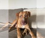 Small #1 American Pit Bull Terrier-Labrador Retriever Mix