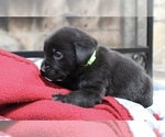 Puppy Joey Labrador Retriever