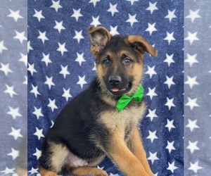 German Shepherd Dog Puppy for sale in LANCASTER, PA, USA