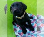 Small #5 Labrador Retriever