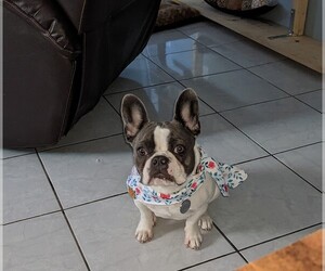 French Bulldog Puppy for sale in HIALEAH, FL, USA