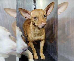Chihuahua-Unknown Mix Dogs for adoption in San Antonio, TX, USA