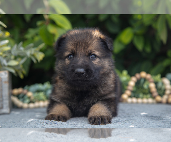 Medium Photo #13 German Shepherd Dog Puppy For Sale in SHIPSHEWANA, IN, USA