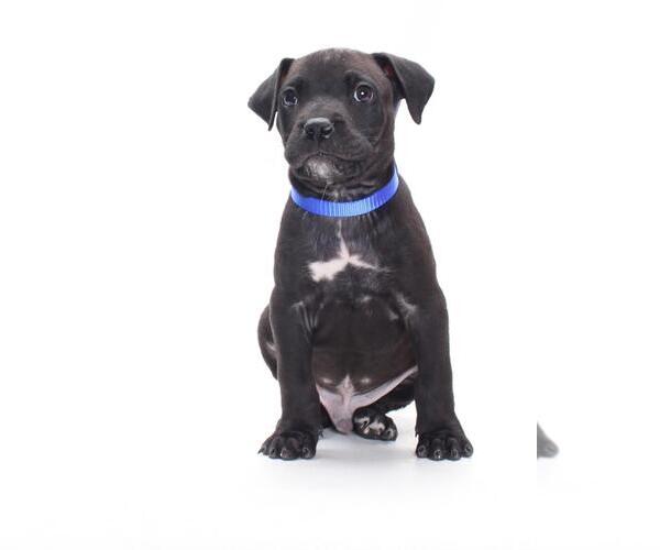 Medium Photo #1 Great Dane-Unknown Mix Puppy For Sale in Burbank, CA, USA