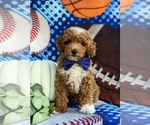 Small Photo #2 Poodle (Miniature) Puppy For Sale in CHRISTIANA, PA, USA
