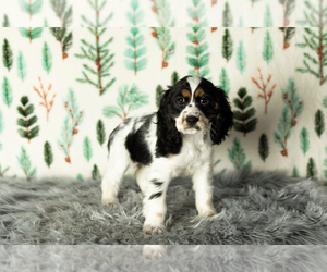 Cocker Spaniel Puppy for sale in MILLERSBURG, IN, USA