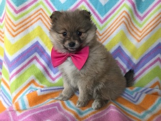 Pom-Shi Puppy for sale in HONEY BROOK, PA, USA