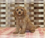 Small #1 Cavapoo (Miniature)