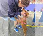 Small #1 Dachshund-Doberman Pinscher Mix