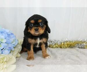 Cavalier King Charles Spaniel Puppy for sale in FREDERICKSBG, OH, USA