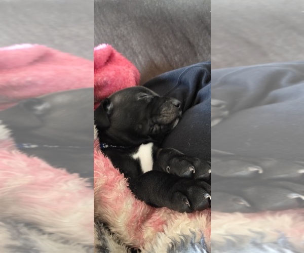 Medium Photo #5 American Pit Bull Terrier Puppy For Sale in CHARLOTTE, NC, USA