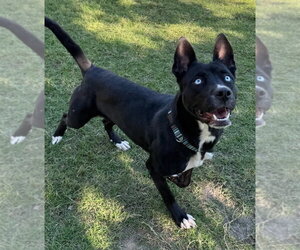 Lady - Female Siberian Husky-Unknown Mix Dog for Adoption - Photo #4