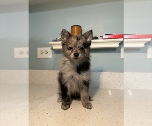 Alaskan Husky-Pomsky Mix Puppy for sale in PLAINFIELD, IL, USA