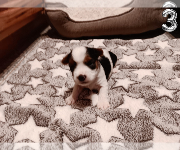 Medium Photo #12 Biewer Yorkie Puppy For Sale in GRANBURY, TX, USA