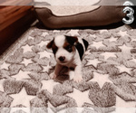 Small Photo #12 Biewer Yorkie Puppy For Sale in GRANBURY, TX, USA