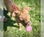 Small #2 Boxer Mix