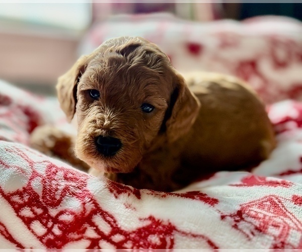 Medium Photo #1 Goldendoodle (Miniature) Puppy For Sale in SAINT MARYS, KS, USA
