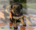 Puppy Puppy 1 German Shepherd Dog