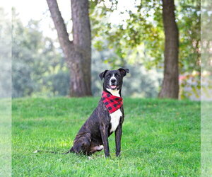 Newt - Male Labrador Retriever-Unknown Mix Dog for Adoption - Photo #2