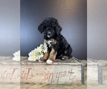 Small Photo #1 Bernedoodle Puppy For Sale in HERNANDO, FL, USA