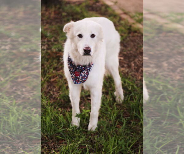 Medium Photo #3 Great Pyrenees Puppy For Sale in Dallas, TX, USA