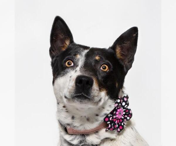 Medium Photo #1 Australian Cattle Dog Puppy For Sale in Santa Barbara, CA, USA
