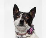 Small Australian Cattle Dog