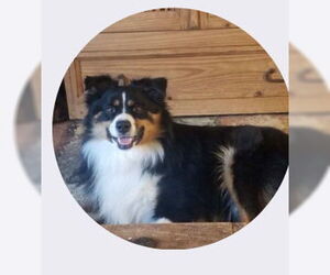 Australian Shepherd Dogs for adoption in Dallas, TX, USA