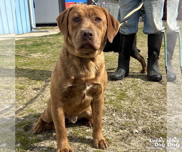 Medium Photo #2 Basset Hound-Unknown Mix Puppy For Sale in Washington, DC, USA