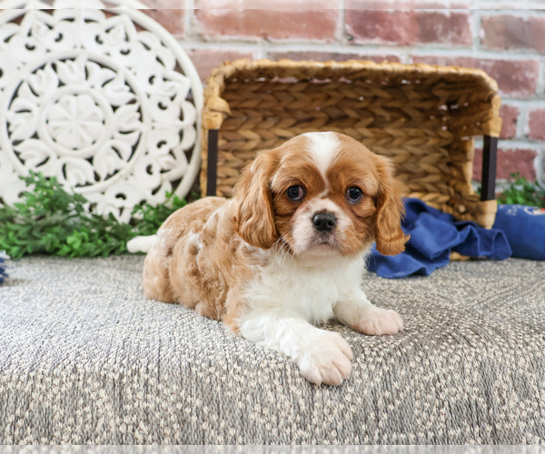 Medium Photo #17 Cavalier King Charles Spaniel Puppy For Sale in SYRACUSE, IN, USA