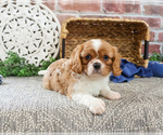 Small #16 Cavalier King Charles Spaniel